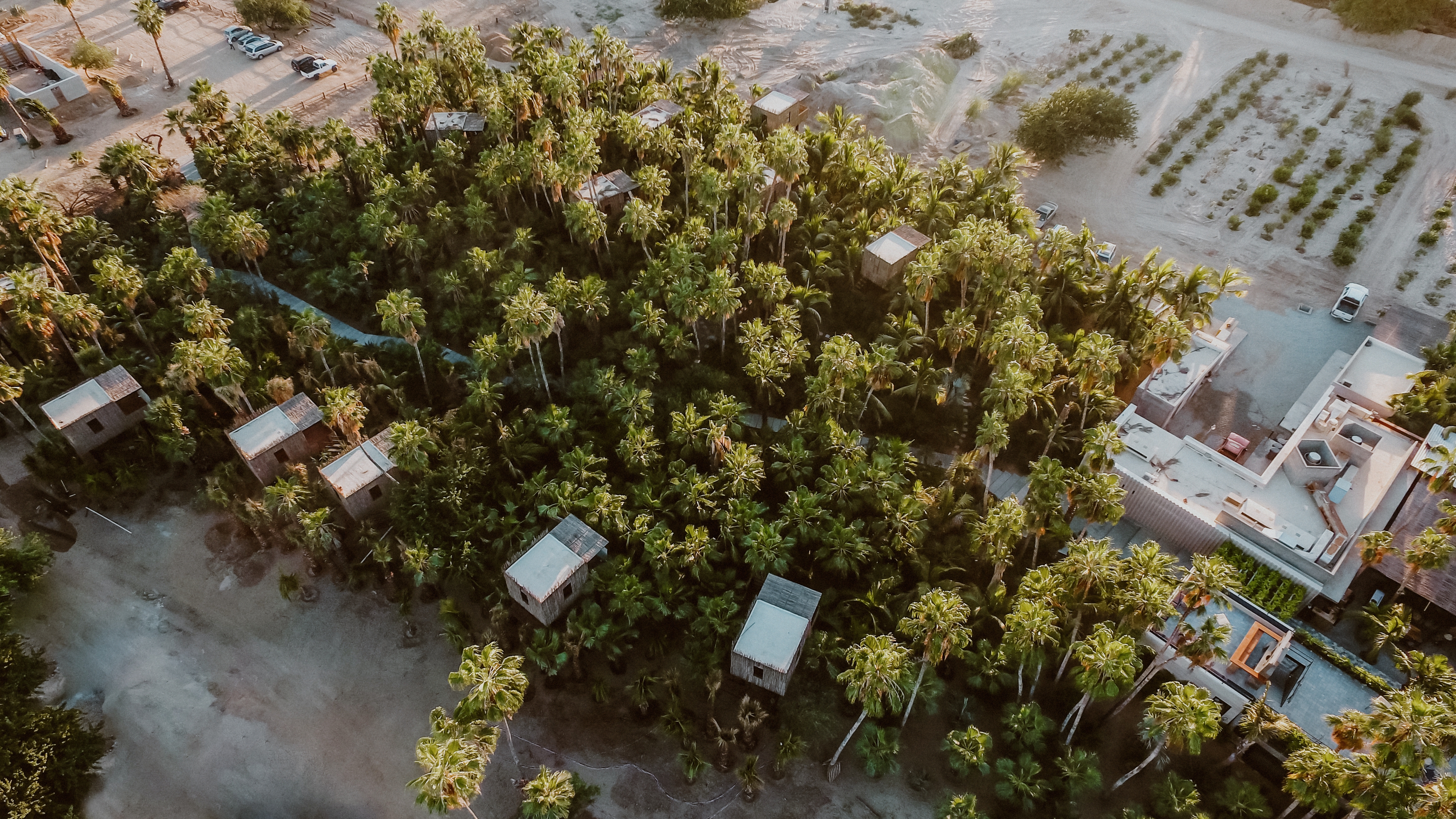 Treehouses among the palms.